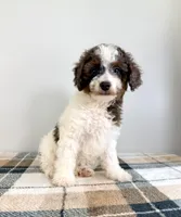 Margot, a male Miniature Bernedoodle for sale in Indianapolis, IN – 2 of 5