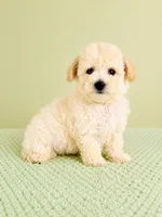 Belle, a female Bichon Frise for sale in Indianapolis, IN – 2 of 5