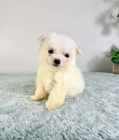 processed/648a52e0-5251-41cb-838c-03651bbcc746/listing/579ab748-0a17-473b-96d7-f897db61187c/6385fc4c-de08-414f-b7d7-e1211d10e2a9