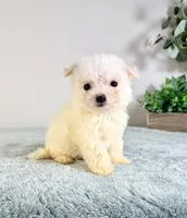 processed/648a52e0-5251-41cb-838c-03651bbcc746/listing/579ab748-0a17-473b-96d7-f897db61187c/cbd38d9f-7dbb-49bb-a054-abe4baa2caae