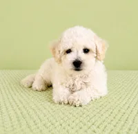 Benson, a male Bichon Frise for sale in Indianapolis, IN – 1 of 5