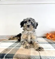 Harry, a male Miniature Bernedoodle for sale in Indianapolis, IN – 2 of 5