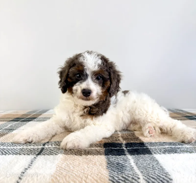 Margot – Miniature Bernedoodle puppy for sale in Indianapolis, IN
