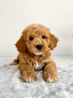 Gunther, a male Miniature Goldendoodle for sale in Indianapolis, IN – 3 of 6