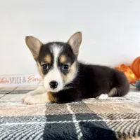 CKC Gwen, a female Pembroke Welsh Corgi for sale in Indianapolis, IN – 2 of 4