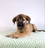 Moose, a male Border Collie and Cane Corso for sale in Indianapolis, IN – 3 of 5