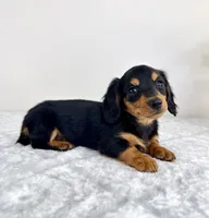 Delilah, a male Miniature Dachshund for sale in Indianapolis, IN – 6 of 6