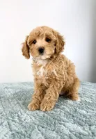 Honey, a female Cavapoo for sale in Indianapolis, IN – 3 of 4