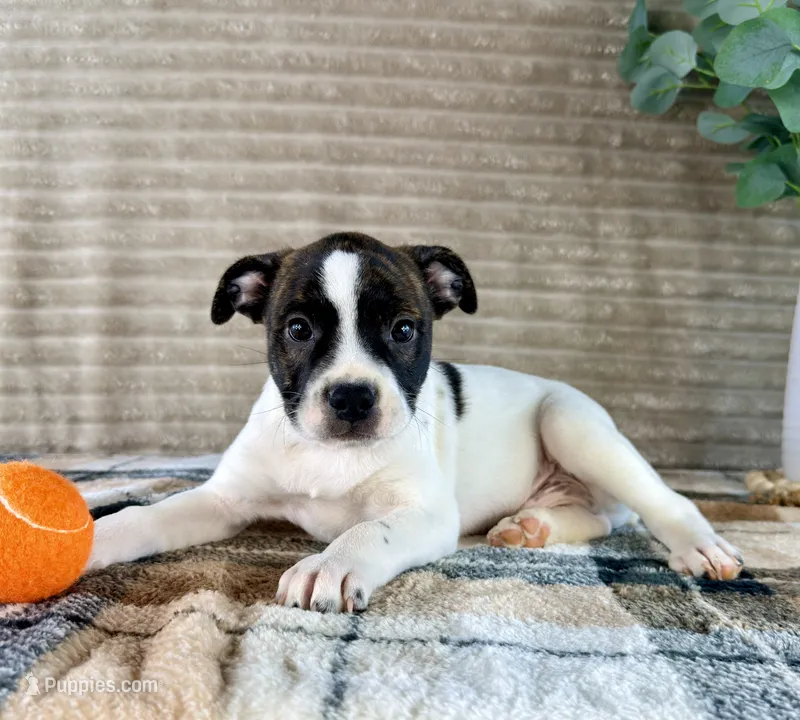 Leonardo – Boston Terrier, Rat Terrier puppy for sale in Indianapolis, IN