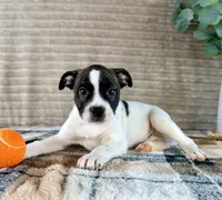 Leonardo, a male Boston Terrier and Rat Terrier for sale in Indianapolis, IN – 1 of 5
