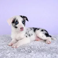 Ace, a male Australian Cattle Dog and Australian Shepherd for sale in Indianapolis, IN – Photo 2 of 5