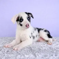 Ace, a male Australian Cattle Dog and Australian Shepherd for sale in Indianapolis, IN – Photo 1 of 5