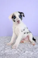 Ace, a male Australian Cattle Dog and Australian Shepherd for sale in Indianapolis, IN – Photo 5 of 5