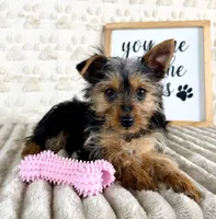 Delilah, a female Yorkshire Terrier for sale in Indianapolis, IN – Photo 2 of 5