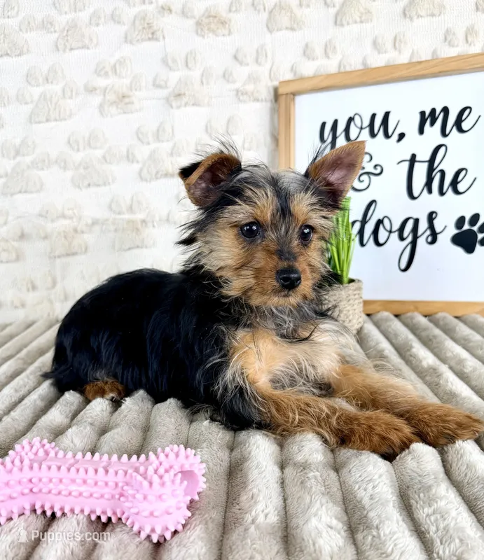 Delilah – Yorkshire Terrier puppy for sale in Indianapolis, IN