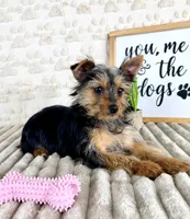 Delilah, a female Yorkshire Terrier for sale in Indianapolis, IN – Photo 1 of 5