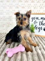 Delilah, a female Yorkshire Terrier for sale in Indianapolis, IN – Photo 5 of 5