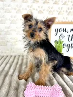 Delilah, a female Yorkshire Terrier for sale in Indianapolis, IN – Photo 3 of 5