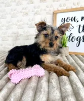 Delilah, a female Yorkshire Terrier for sale in Indianapolis, IN – Photo 4 of 5