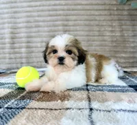 Sally, a female Mal Shi for sale in Indianapolis, IN – 5 of 5