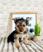 Daisy, a male Yorkshire Terrier for sale in Indianapolis, IN – Photo 3 of 3