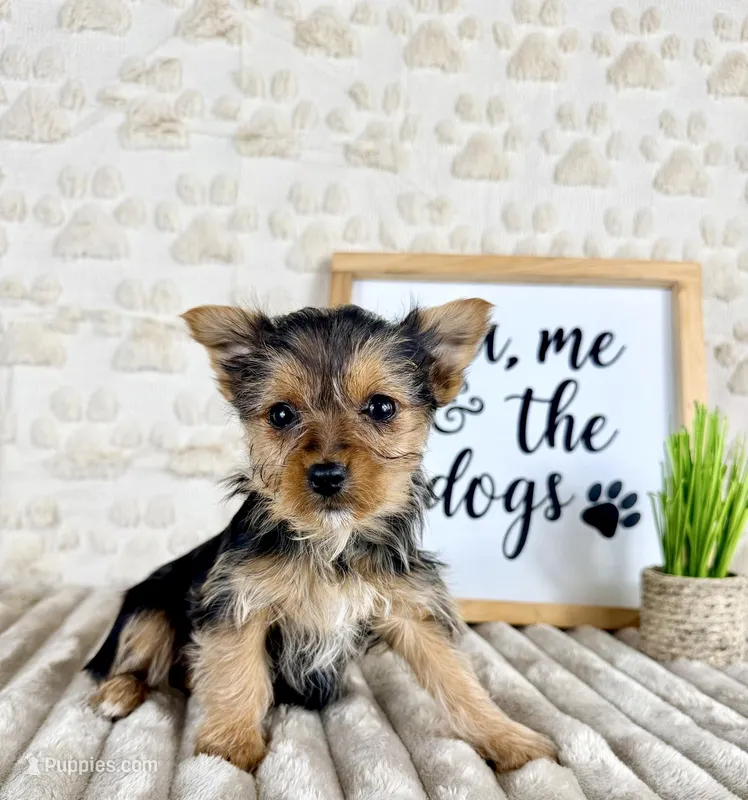 Daisy – Yorkshire Terrier puppy for sale in Indianapolis, IN