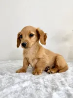 AKC Dexter, a male Miniature Dachshund for sale in Indianapolis, IN – 5 of 6