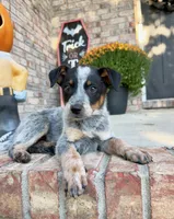 Cash, a male Australian Cattle Dog for sale in Indianapolis, IN – 5 of 5