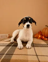 Dixie, a female Rat Terrier and Doberman Pinscher for sale in Indianapolis, IN – 4 of 4