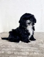 Spade, a male Shihpoo for sale in Indianapolis, IN – Photo 5 of 5