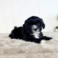 Spade, a male Shihpoo for sale in Indianapolis, IN – Photo 4 of 5