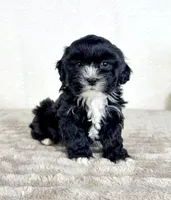 Spade, a male Shihpoo for sale in Indianapolis, IN – Photo 2 of 5