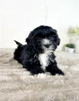 Spade, a male Shihpoo for sale in Indianapolis, IN – Photo 3 of 5