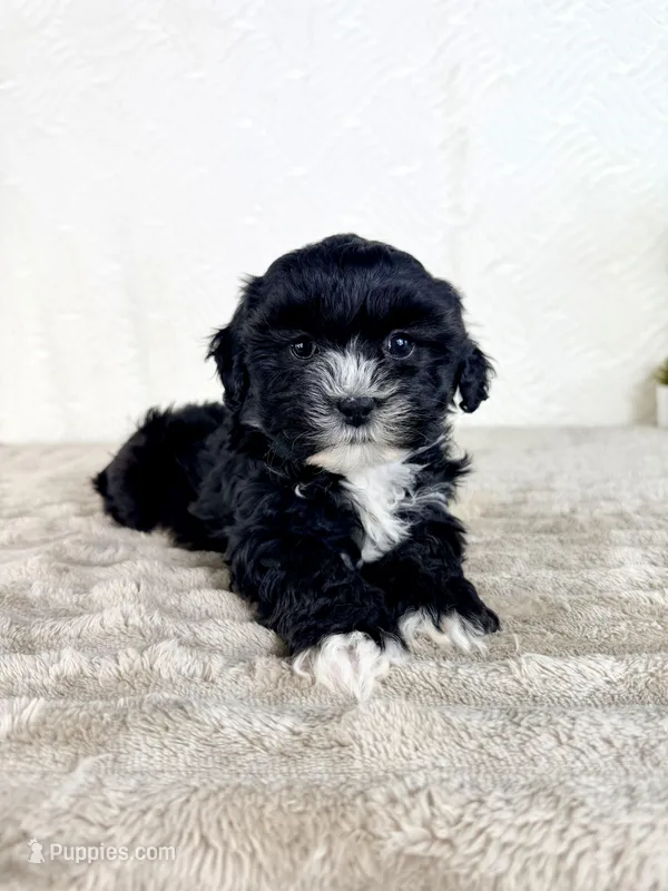 Spade – Shihpoo puppy for sale in Indianapolis, IN