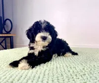 Freddy, a male Miniature Bernedoodle for sale in Indianapolis, IN – 5 of 7