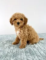 Maple, a female Cavapoo for sale in Indianapolis, IN – 3 of 6