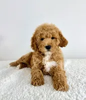 Sunshine, a female Miniature Goldendoodle for sale in Indianapolis, IN – 3 of 5
