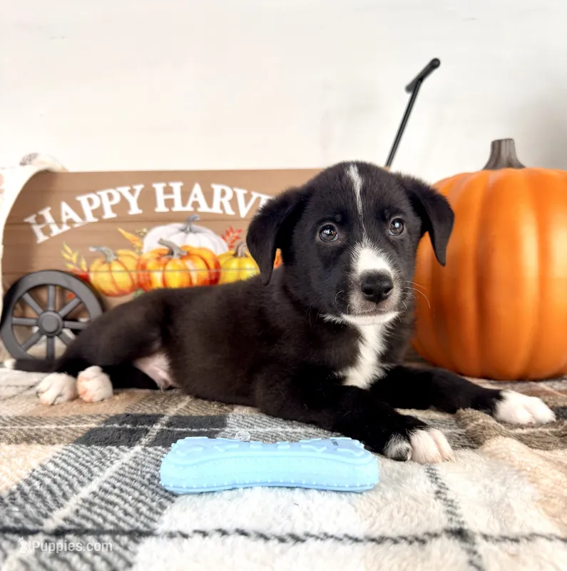 Harvest – Border Collie puppy for sale in Indianapolis, IN