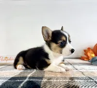 CKC Gwen, a female Pembroke Welsh Corgi for sale in Indianapolis, IN – 4 of 4