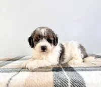 Gru, a male Miniature Bernedoodle for sale in Indianapolis, IN – 5 of 5