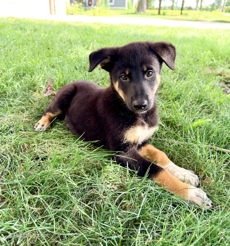 Thor – Australian Cattle Dog, German Shepherd Dog puppy for sale in Indianapolis, IN