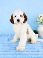 Griffin, a male Miniature Goldendoodle for sale in Indianapolis, IN – 4 of 5