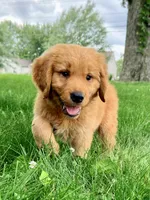 Buddy, a male Golden Retriever for sale in Indianapolis, IN – 1 of 5