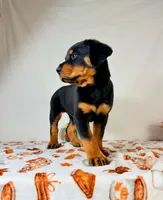 Queenie , a female Rottweiler for sale in Indianapolis, IN – 7 of 7