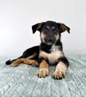 Storm, a female Australian Cattle Dog and German Shepherd Dog for sale in Indianapolis, IN – 3 of 5
