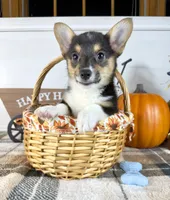 CKC Mae, a female Pembroke Welsh Corgi for sale in Indianapolis, IN – 5 of 5