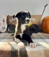 Maple, a female Border Collie for sale in Indianapolis, IN – 4 of 5