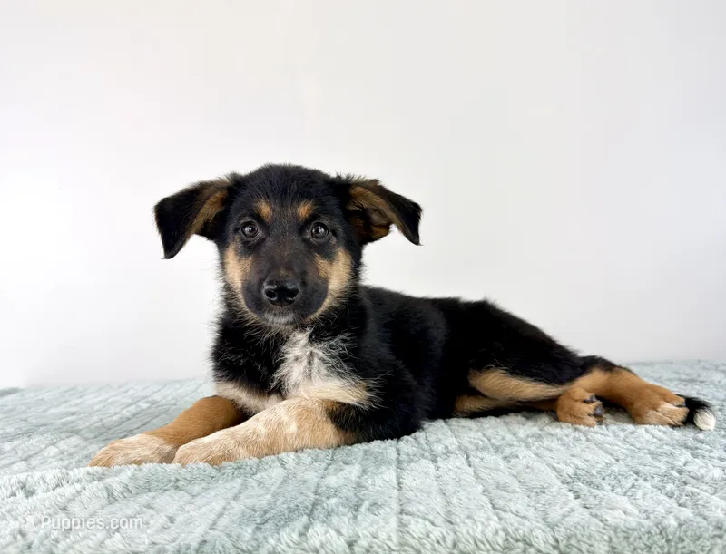 Storm – Australian Cattle Dog, German Shepherd Dog puppy for sale in Indianapolis, IN