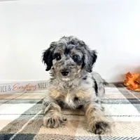 Harry, a male Miniature Bernedoodle for sale in Indianapolis, IN – 5 of 5