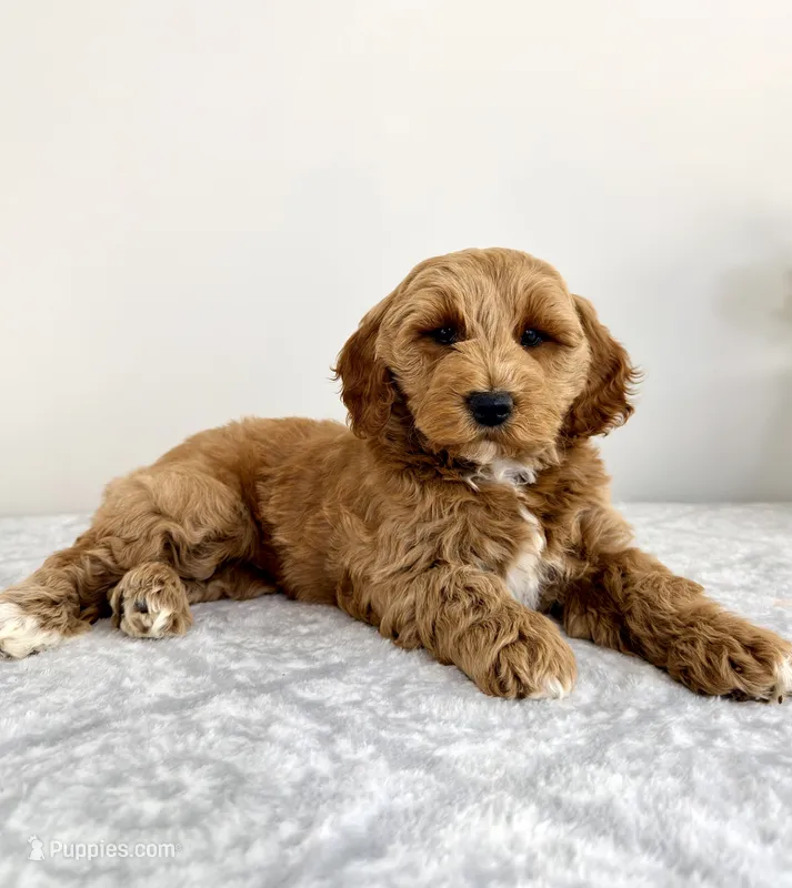 Grayson – Miniature Goldendoodle puppy for sale in Indianapolis, IN